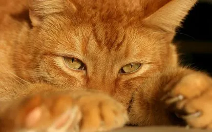 Червената котка като цвета на козината да повлияе на същността на животното (котка с характер) Червената котка като цвета на козината да повлияе на същността на животното