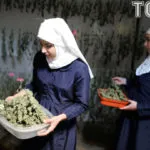 Категория, отглеждане на коноп