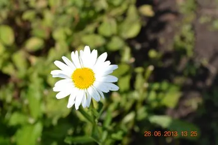 Garden маргаритка, отглеждане на разсад, как да се грижим (лайка) Garden маргаритка, отглеждане на разсад, как да се грижат