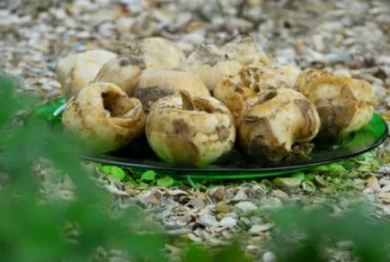 Императорска ведрица начини да растат и да се грижи (Fritillaria) Императорска ведрица начини да растат и да се грижи