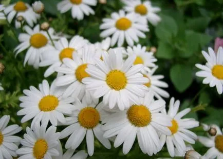 Garden маргаритка, отглеждане на разсад, как да се грижим (лайка) Garden маргаритка, отглеждане на разсад, как да се грижат