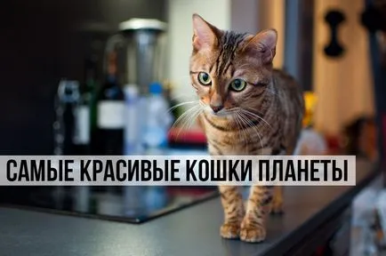 Най-красивата котка на планетата, тюлени и nyashki