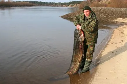 Най-големият сом в света