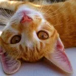 за котка собственик сайтове десетте най-добри за тези, които живеят с котки