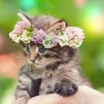 за котка собственик сайтове десетте най-добри за тези, които живеят с котки
