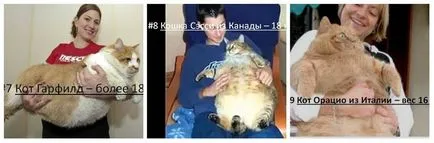 Най-дебелата котка в света - топ 10, градът на котки