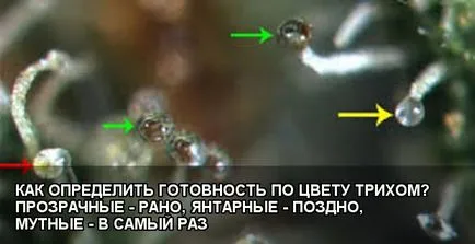 Събиране и сушене канабис