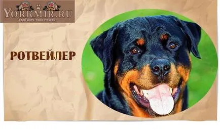 Най-умните кучета в света, списък класиране най-интелигентните кучета (кучета) Най-умните кучета в света, списък класиране най-интелигентните кучета