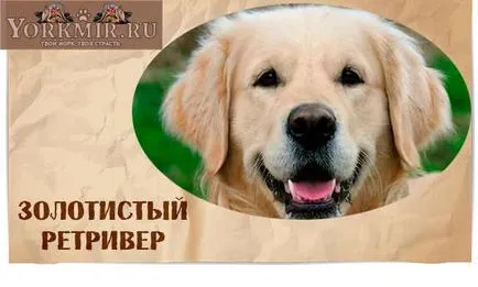 Най-умните кучета в света, списък класиране най-интелигентните кучета (рейтинг) Най-умните кучета в света, списък класиране най-интелигентните кучета