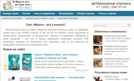 за котка собственик сайтове десетте най-добри за тези, които живеят с котки