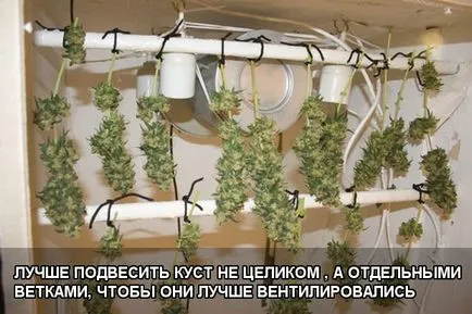 Събиране и сушене канабис