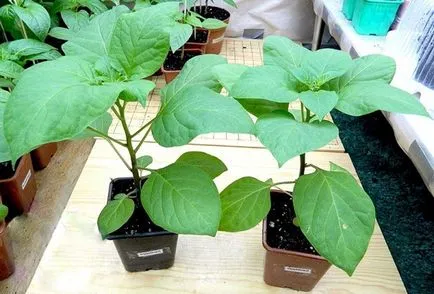 Sunberry употреба, отглеждане, грижи, предписания