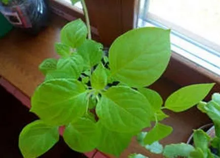 Sunberry употреба, отглеждане, грижи, предписания