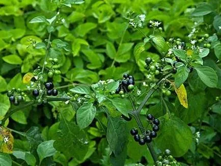 Sunberry употреба, отглеждане, грижи, предписания