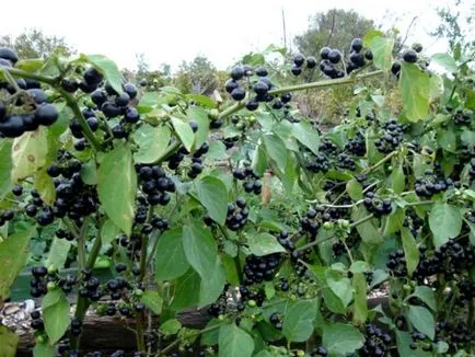 Sunberry употреба, отглеждане, грижи, предписания