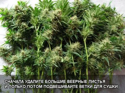 Събиране и сушене канабис
