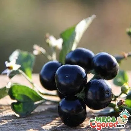 Sunberry описание, култивиране на семена и свойства на плодове