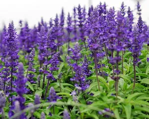 Salvia засаждане и грижи в лятната си вила