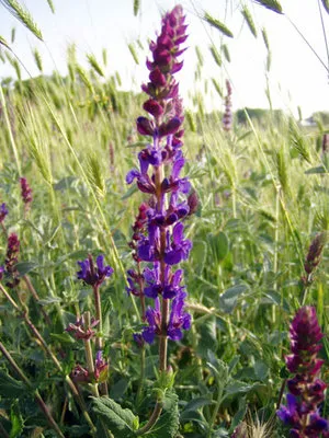 Salvia засаждане и грижи в лятната си вила