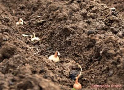 Onion - Лук - градинарство - библиотека - семейна ферма (Лук) Onion - Лук - градинарство - библиотека - семейна ферма
