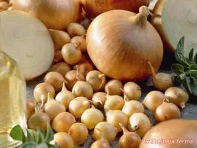Onion - Лук - градинарство - библиотека - семейна ферма (Лук) Onion - Лук - градинарство - библиотека - семейна ферма