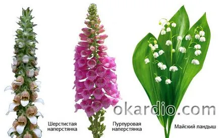 Симптомите на сърдечна недостатъчност, лечение, какво е това