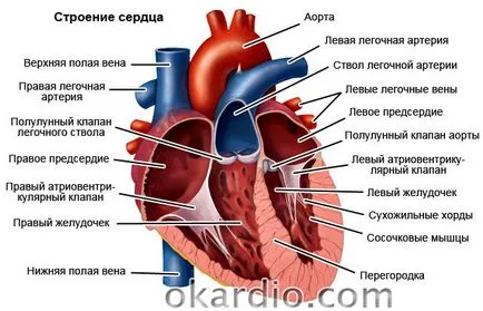 Симптомите на сърдечна недостатъчност, лечение, какво е това