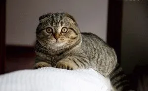 Сгънете котка снимки