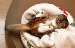 Сгънете котка снимки