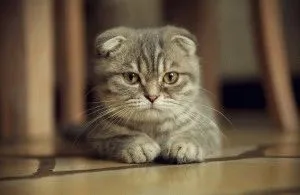 Сгънете котка снимки