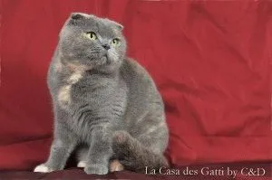 Сгънете котка снимки