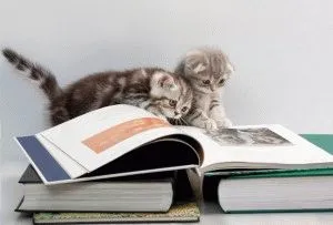 Сгънете котка снимки