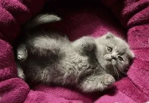 Сгънете котка снимки