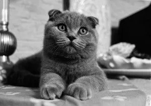 Сгънете котка снимки