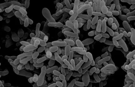 ДНК Gardnerella това Vaginalis