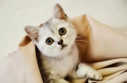 Сгънете котка снимки