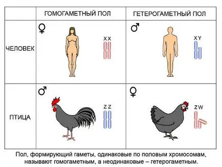 хермафродити го