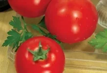 сортове домати Лян