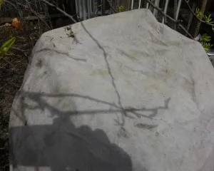 Как да се засадят краставици в цевта