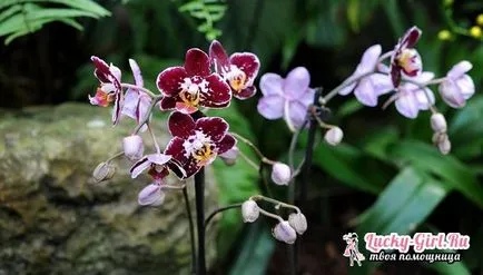 Защо жълт лист в Orchid