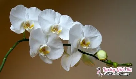 Защо жълт лист в Orchid