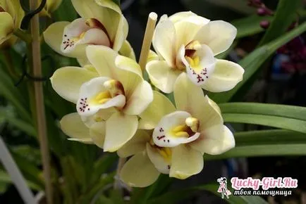 Защо жълт лист в Orchid