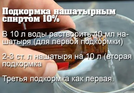 Кога и как да се хранят с ягоди