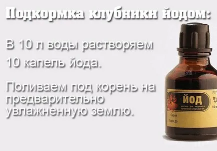 Кога и как да се хранят с ягоди