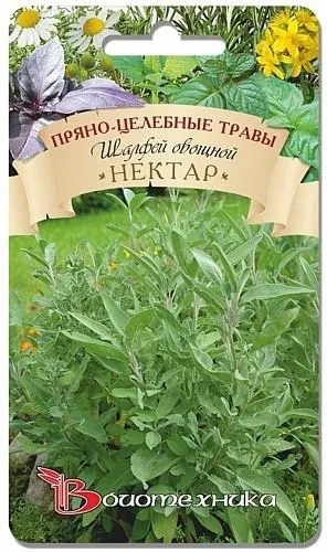 Salvia засаждане, култивиране, грижи