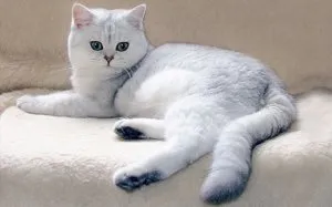 Шотландски котка или котка, които изберат котешки асистент