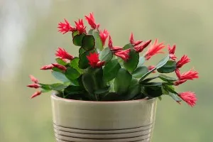 Schlumberger - разказва за грижите и сортове, отглеждане у дома! (Flowers Schlumberger грижи) Schlumberger - разказва за грижите и сортове, отглеждане у дома!