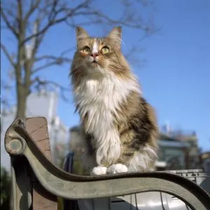 Шотландски котка или котка, които изберат котешки асистент