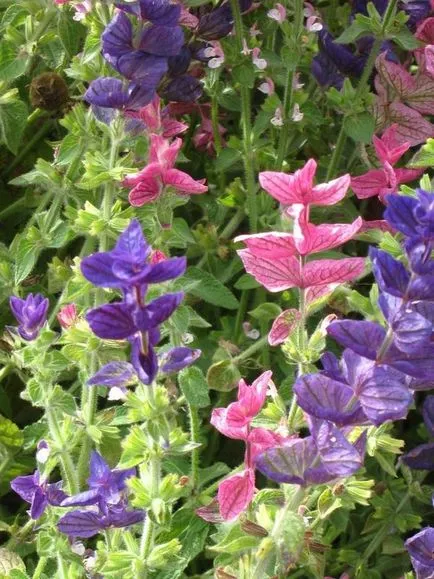Salvia засаждане, култивиране, грижи