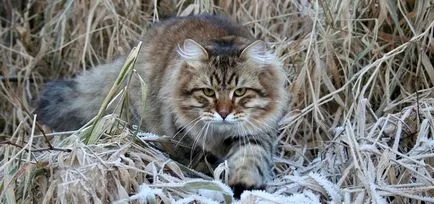 Сибирски 33 снимка